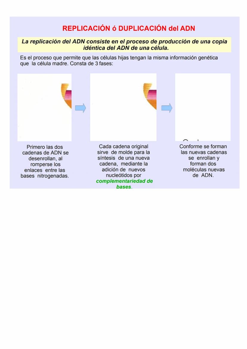 BIOLOGÍA Y GEOLOGÍA 4º ESO
TEMA 5
GENÉTICA
MOLECULA
R LOS ÁCIDOS NUCLEICOS
Los ácidos nucleicos ALMACENAN y TRANSMITEN la
INFORMACIÓN GENÉTI