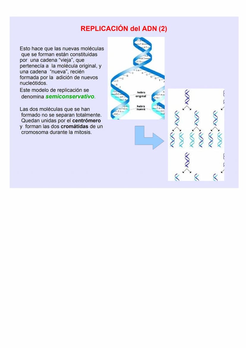 BIOLOGÍA Y GEOLOGÍA 4º ESO
TEMA 5
GENÉTICA
MOLECULA
R LOS ÁCIDOS NUCLEICOS
Los ácidos nucleicos ALMACENAN y TRANSMITEN la
INFORMACIÓN GENÉTI