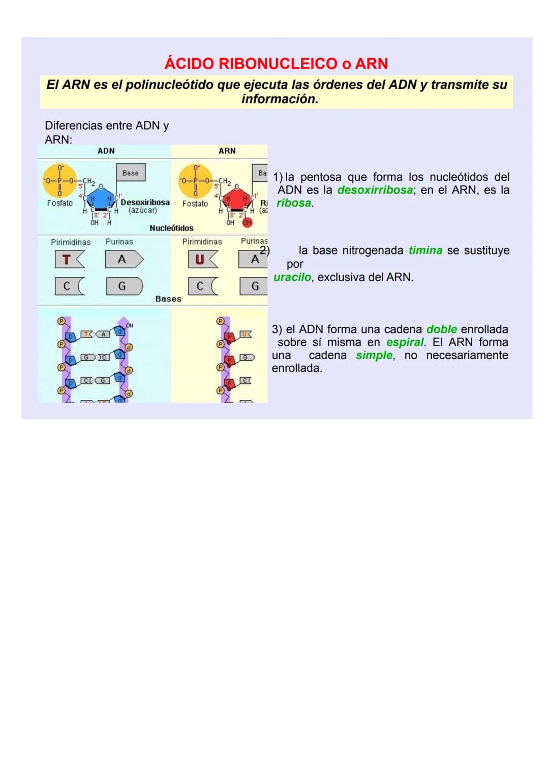 BIOLOGÍA Y GEOLOGÍA 4º ESO
TEMA 5
GENÉTICA
MOLECULA
R LOS ÁCIDOS NUCLEICOS
Los ácidos nucleicos ALMACENAN y TRANSMITEN la
INFORMACIÓN GENÉTI