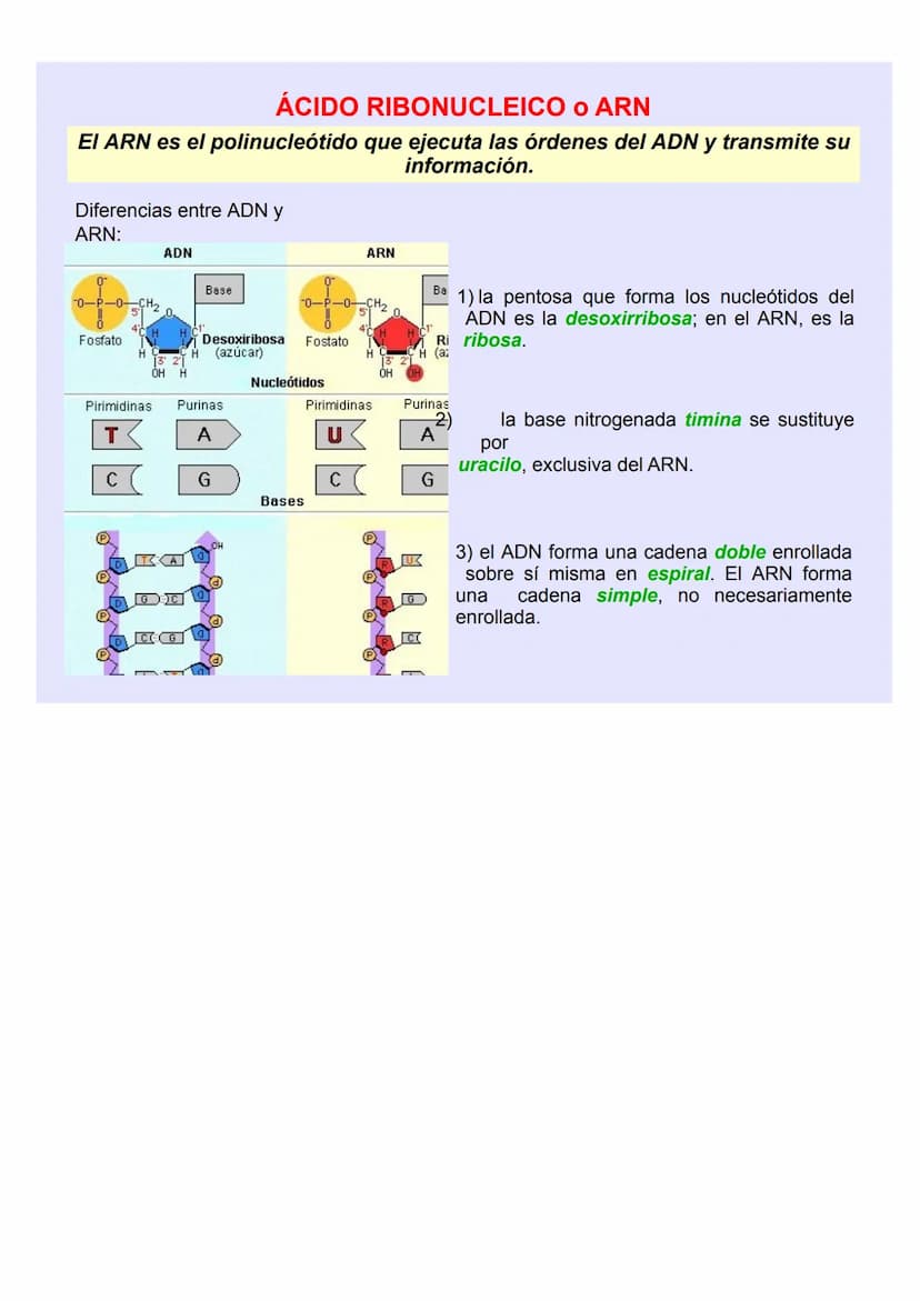 BIOLOGÍA Y GEOLOGÍA 4º ESO
TEMA 5
GENÉTICA
MOLECULA
R LOS ÁCIDOS NUCLEICOS
Los ácidos nucleicos ALMACENAN y TRANSMITEN la
INFORMACIÓN GENÉTI