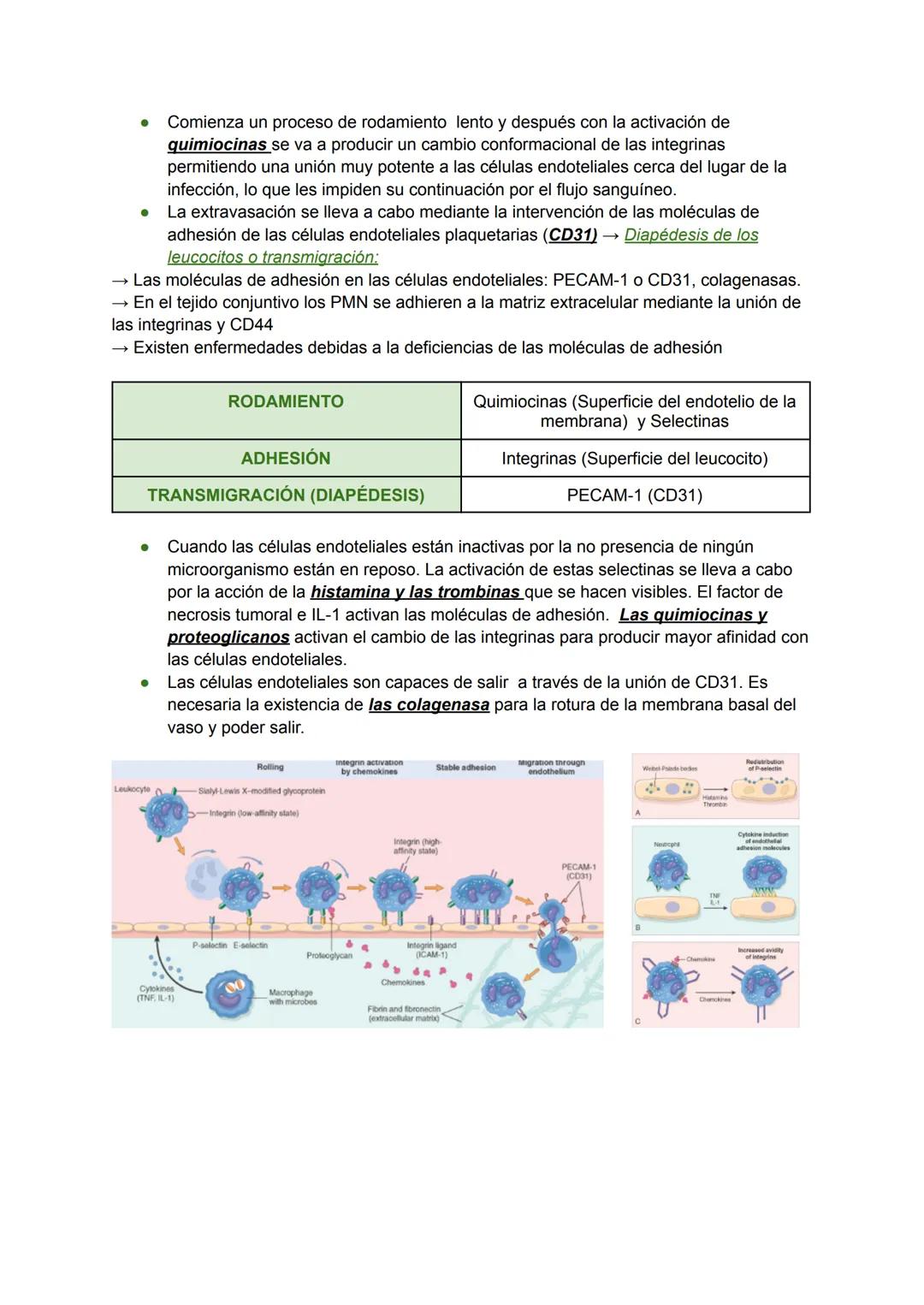 INFLAMACIÓN AGUDA Y CRÓNICA (I) Y (II). TEMA 2
INTRODUCCIÓN A LA INFLAMACIÓN
→ La inflamación es la respuesta del anfitrión destinada a elim