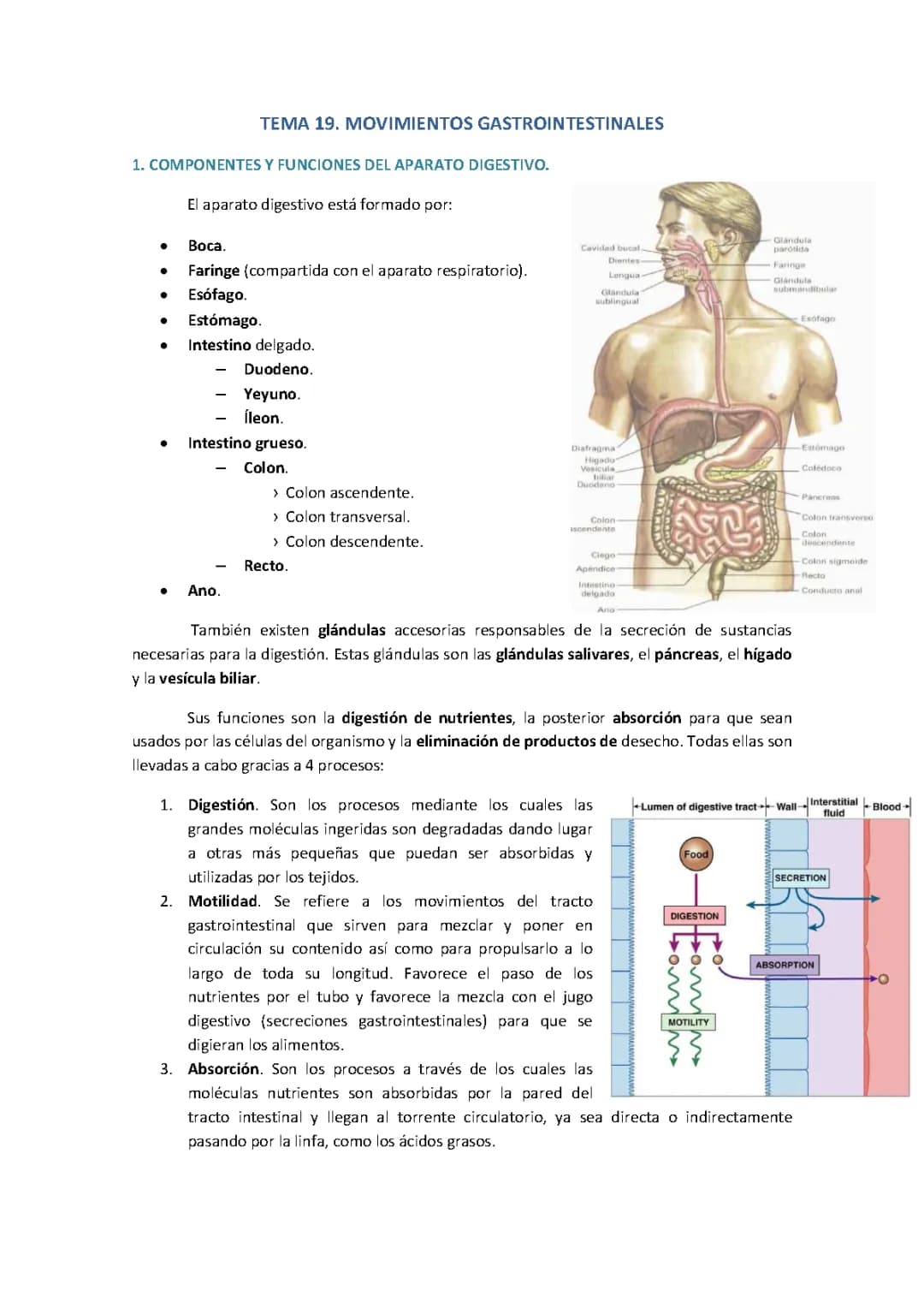 Movimientos gastrointestinales. Tema 19