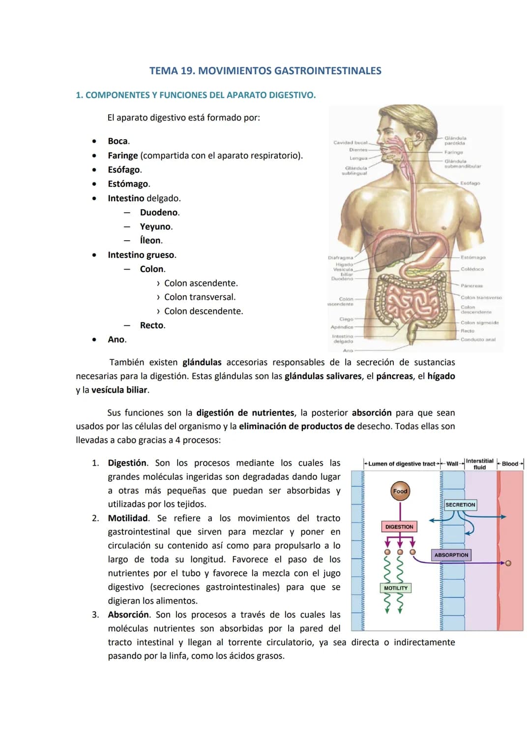 1. COMPONENTES Y FUNCIONES DEL APARATO DIGESTIVO.
●
Boca.
Faringe (compartida con el aparato respiratorio).
Esófago.
● Estómago.
●
TEMA 19. 