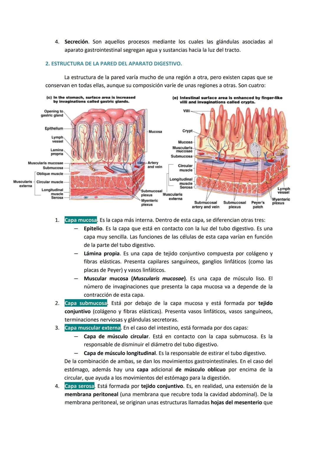 1. COMPONENTES Y FUNCIONES DEL APARATO DIGESTIVO.
●
Boca.
Faringe (compartida con el aparato respiratorio).
Esófago.
● Estómago.
●
TEMA 19. 