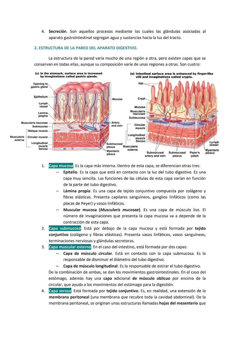 1. COMPONENTES Y FUNCIONES DEL APARATO DIGESTIVO.
●
Boca.
Faringe (compartida con el aparato respiratorio).
Esófago.
● Estómago.
●
TEMA 19. 