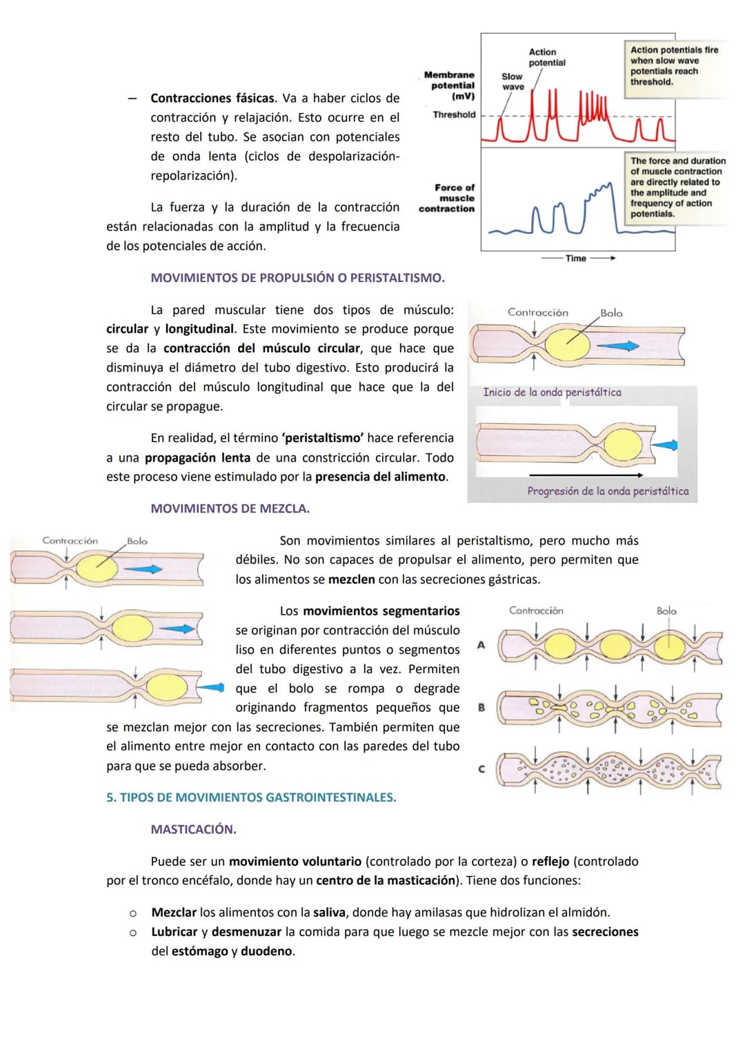 1. COMPONENTES Y FUNCIONES DEL APARATO DIGESTIVO.
●
Boca.
Faringe (compartida con el aparato respiratorio).
Esófago.
● Estómago.
●
TEMA 19. 
