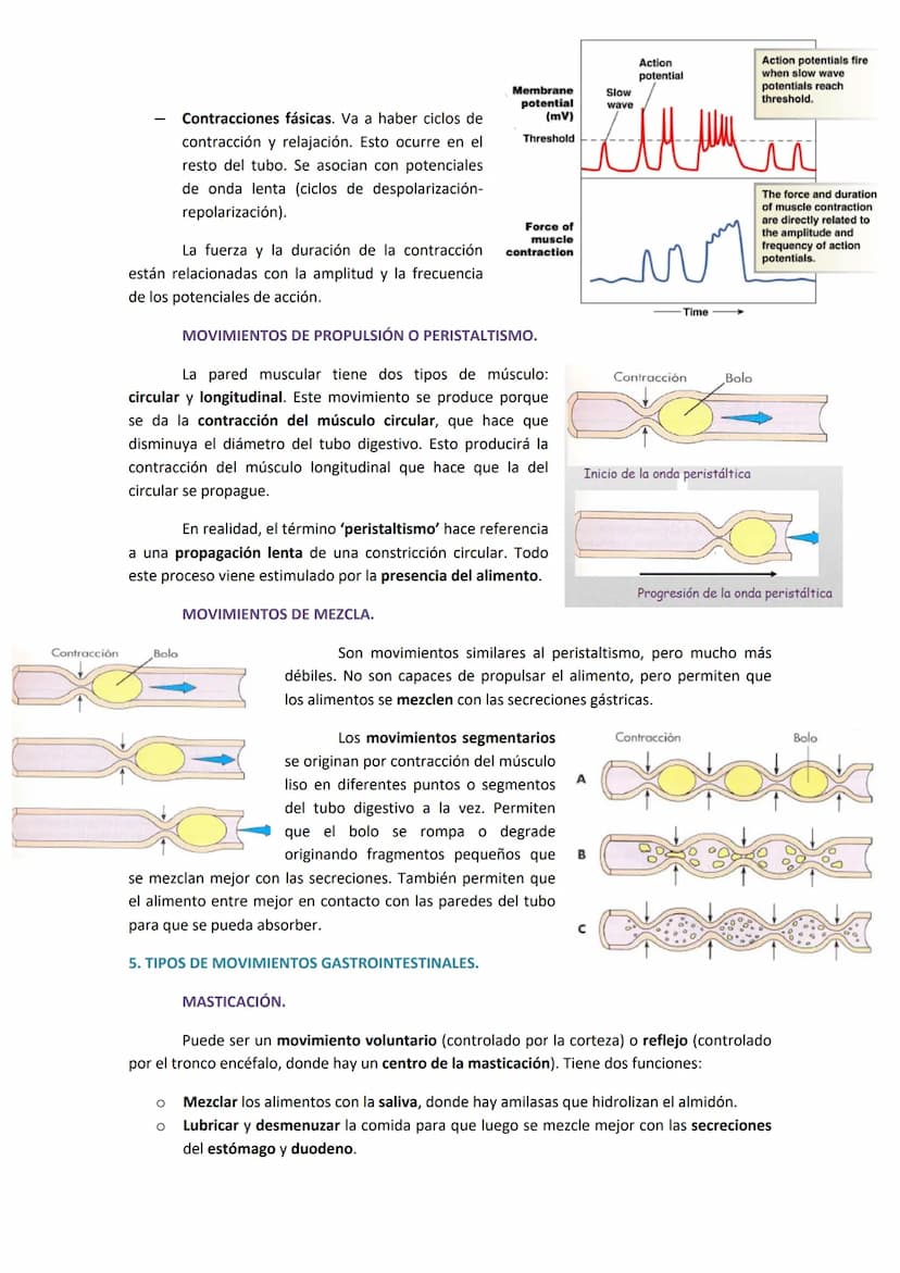1. COMPONENTES Y FUNCIONES DEL APARATO DIGESTIVO.
●
Boca.
Faringe (compartida con el aparato respiratorio).
Esófago.
● Estómago.
●
TEMA 19. 