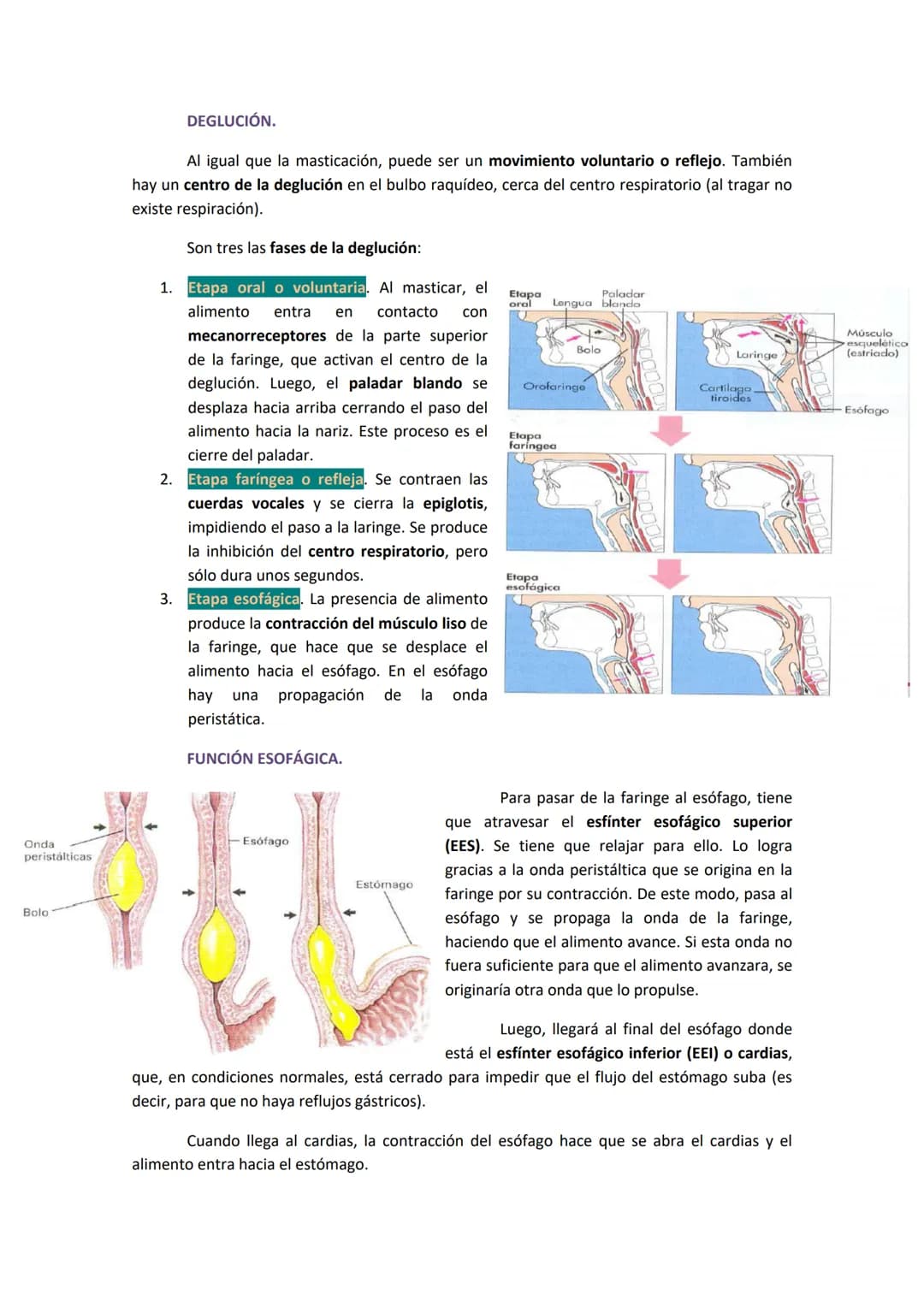1. COMPONENTES Y FUNCIONES DEL APARATO DIGESTIVO.
●
Boca.
Faringe (compartida con el aparato respiratorio).
Esófago.
● Estómago.
●
TEMA 19. 