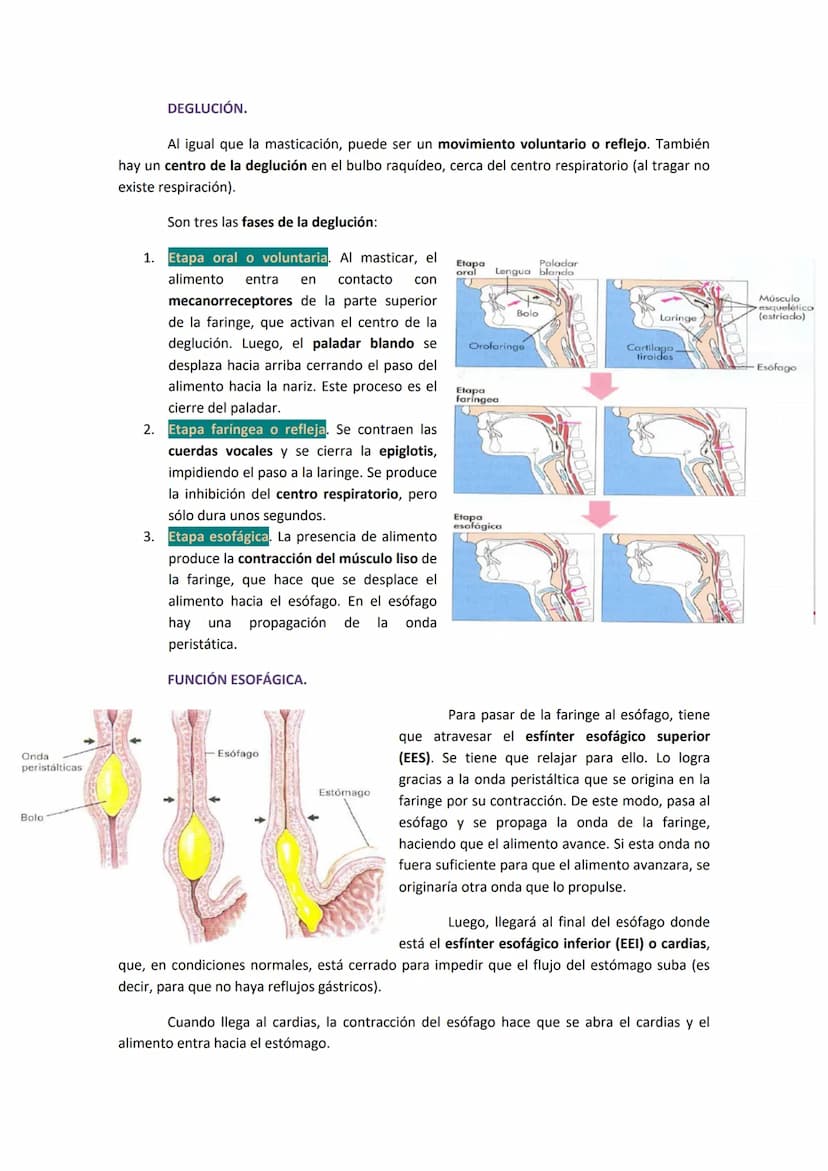1. COMPONENTES Y FUNCIONES DEL APARATO DIGESTIVO.
●
Boca.
Faringe (compartida con el aparato respiratorio).
Esófago.
● Estómago.
●
TEMA 19. 