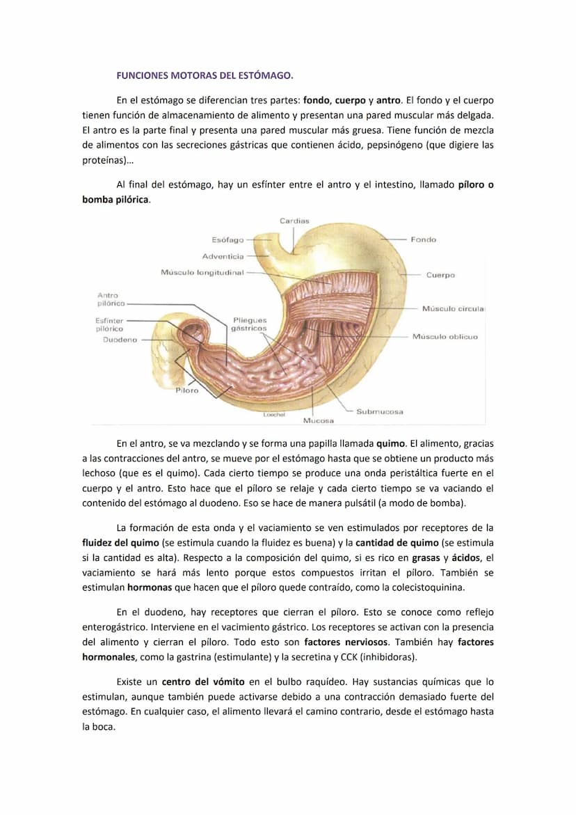 1. COMPONENTES Y FUNCIONES DEL APARATO DIGESTIVO.
●
Boca.
Faringe (compartida con el aparato respiratorio).
Esófago.
● Estómago.
●
TEMA 19. 