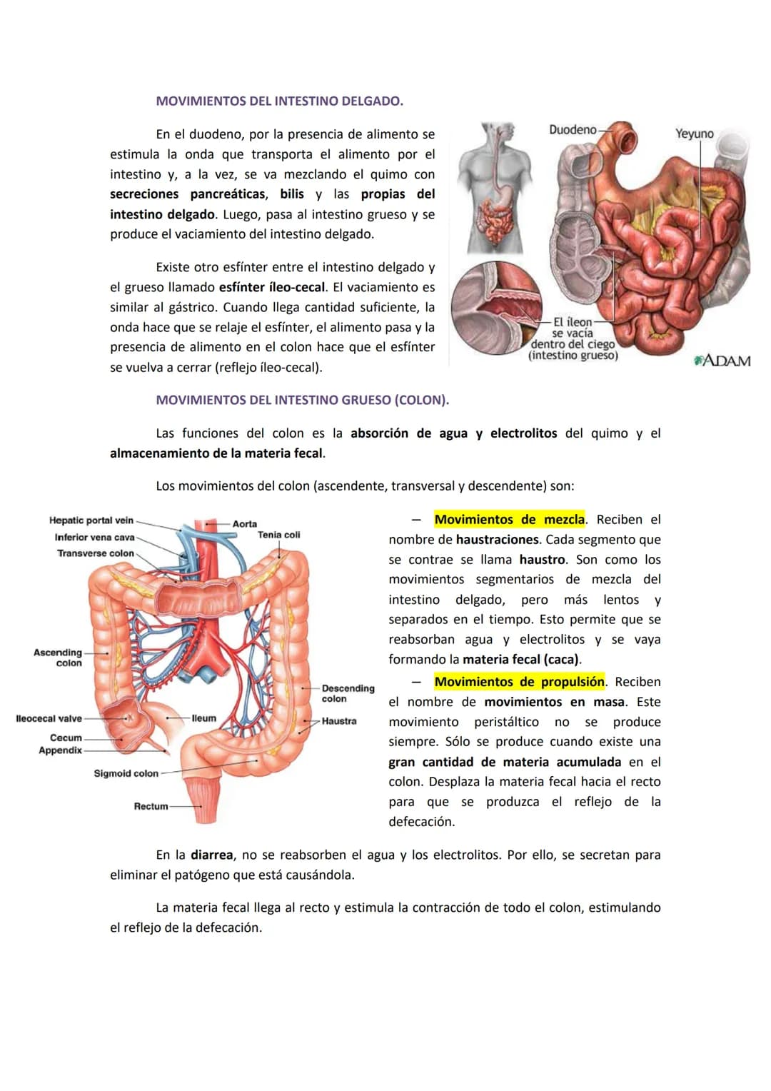 1. COMPONENTES Y FUNCIONES DEL APARATO DIGESTIVO.
●
Boca.
Faringe (compartida con el aparato respiratorio).
Esófago.
● Estómago.
●
TEMA 19. 
