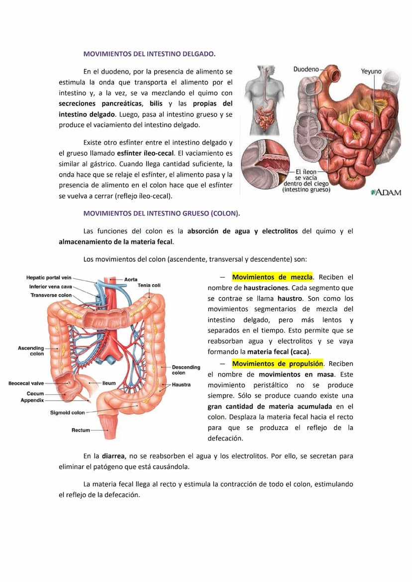 1. COMPONENTES Y FUNCIONES DEL APARATO DIGESTIVO.
●
Boca.
Faringe (compartida con el aparato respiratorio).
Esófago.
● Estómago.
●
TEMA 19. 