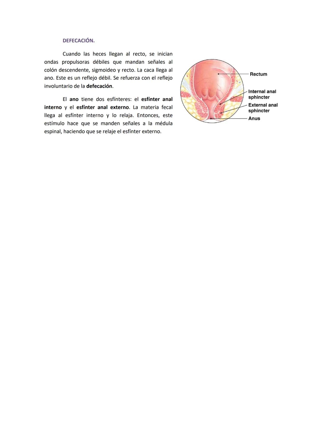 1. COMPONENTES Y FUNCIONES DEL APARATO DIGESTIVO.
●
Boca.
Faringe (compartida con el aparato respiratorio).
Esófago.
● Estómago.
●
TEMA 19. 