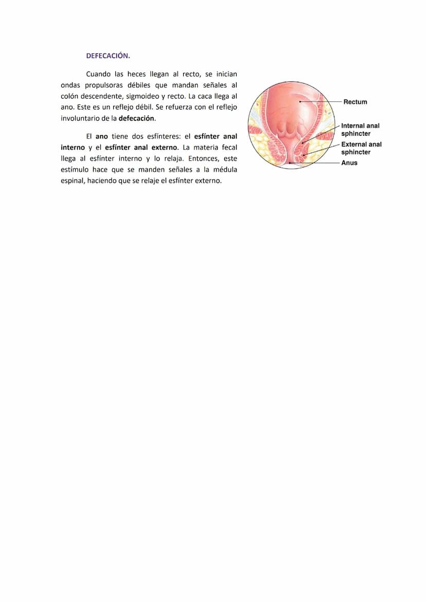 1. COMPONENTES Y FUNCIONES DEL APARATO DIGESTIVO.
●
Boca.
Faringe (compartida con el aparato respiratorio).
Esófago.
● Estómago.
●
TEMA 19. 