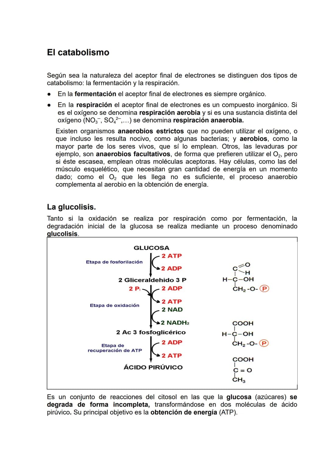 El metabolismo
Concepto de metabolismo
Se llama metabolismo al conjunto de reacciones químicas que tienen lugar en el
interior de las célula