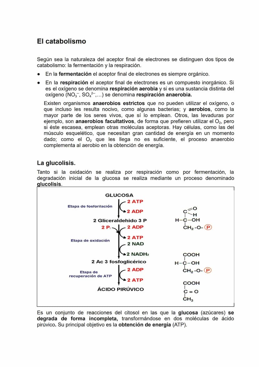 El metabolismo
Concepto de metabolismo
Se llama metabolismo al conjunto de reacciones químicas que tienen lugar en el
interior de las célula