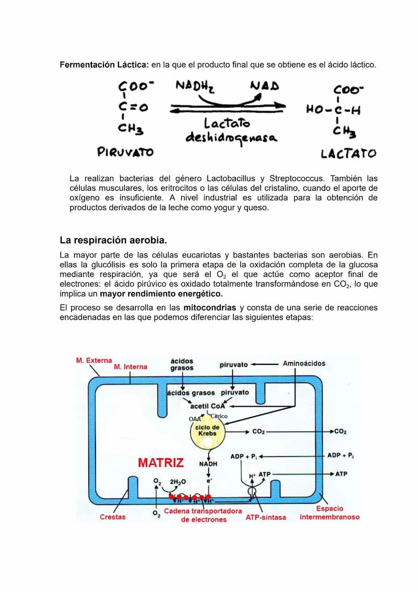 El metabolismo
Concepto de metabolismo
Se llama metabolismo al conjunto de reacciones químicas que tienen lugar en el
interior de las célula