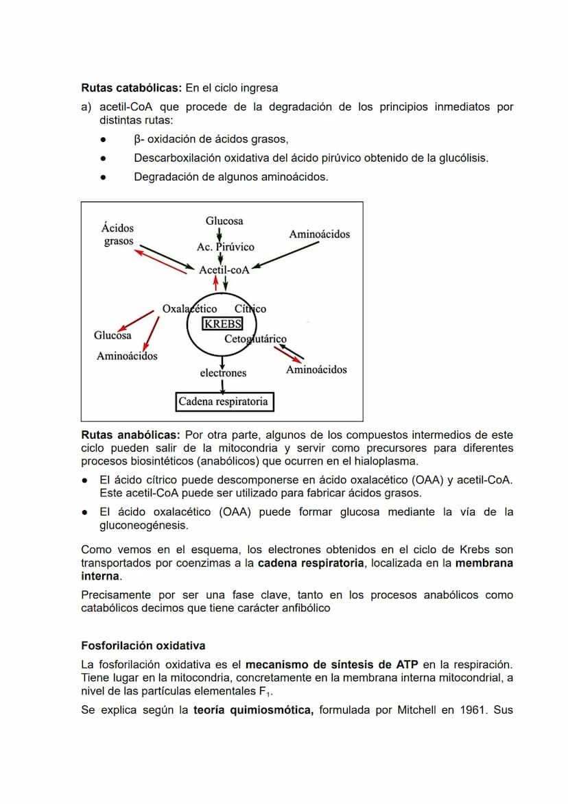 El metabolismo
Concepto de metabolismo
Se llama metabolismo al conjunto de reacciones químicas que tienen lugar en el
interior de las célula