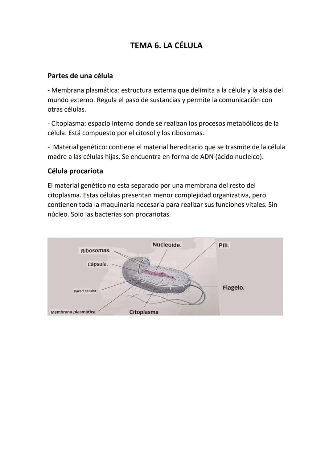 Partes de una célula
- Membrana plasmática: estructura externa que delimita a la célula y la aísla del
mundo externo. Regula el paso de sust