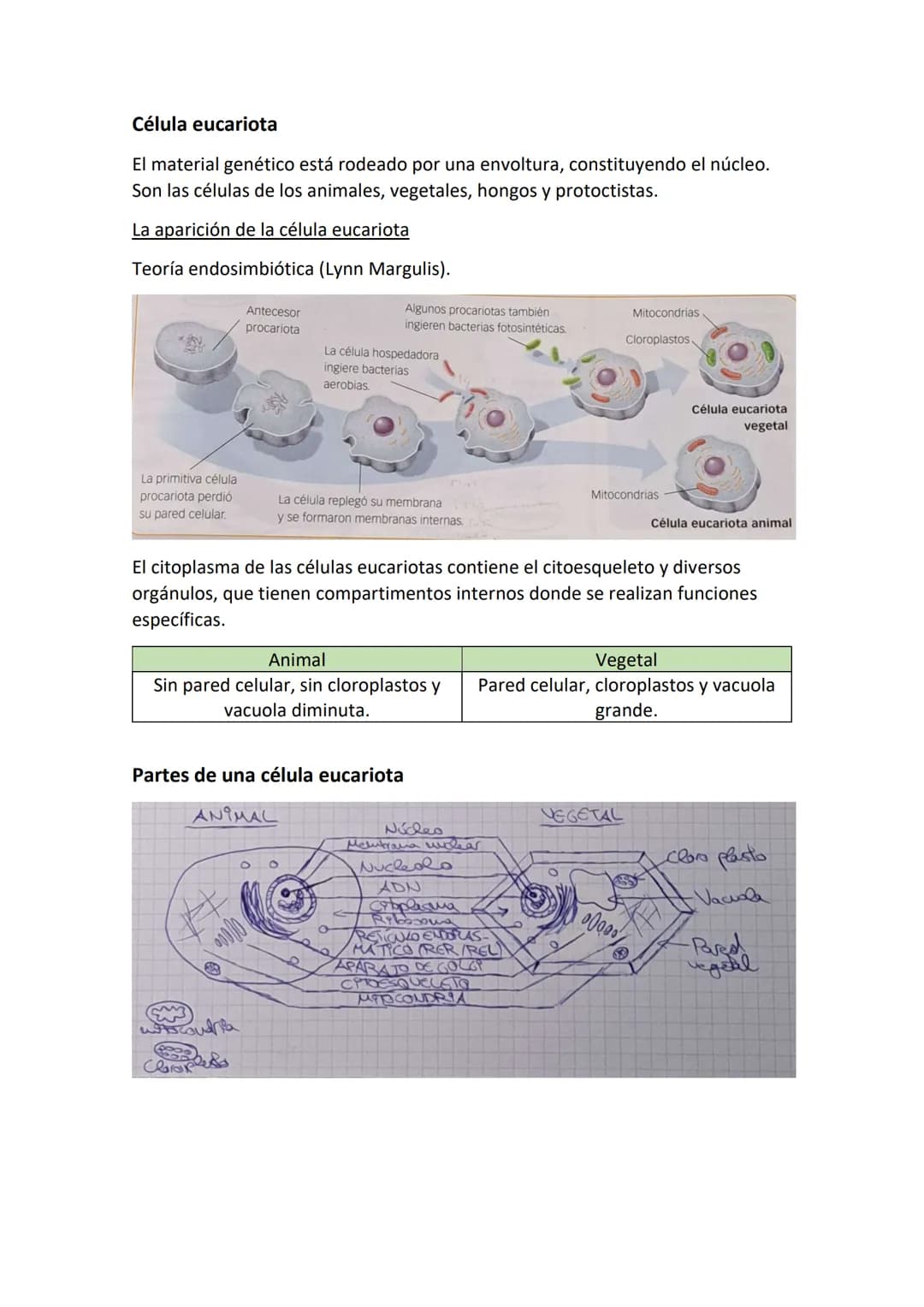 Partes de una célula
- Membrana plasmática: estructura externa que delimita a la célula y la aísla del
mundo externo. Regula el paso de sust