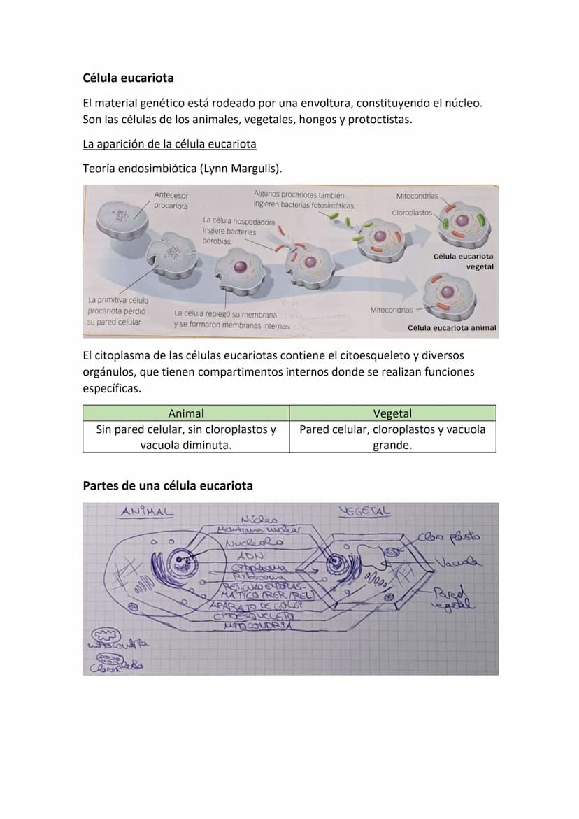 Partes de una célula
- Membrana plasmática: estructura externa que delimita a la célula y la aísla del
mundo externo. Regula el paso de sust