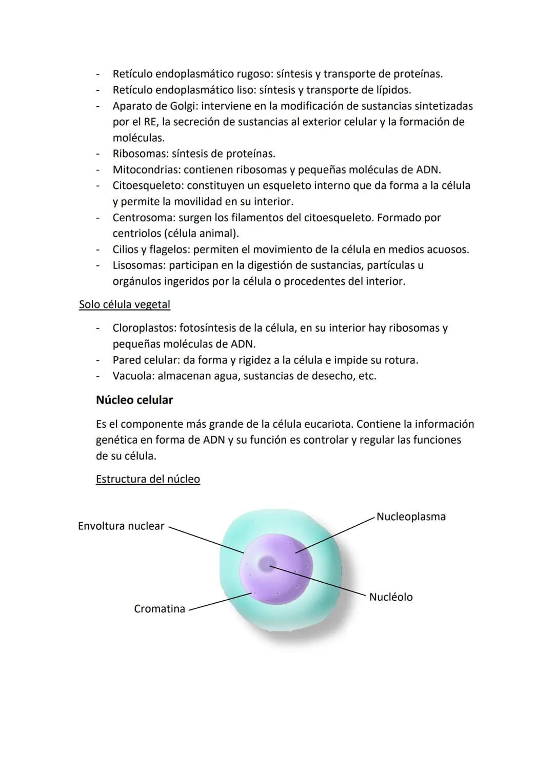 Partes de una célula
- Membrana plasmática: estructura externa que delimita a la célula y la aísla del
mundo externo. Regula el paso de sust
