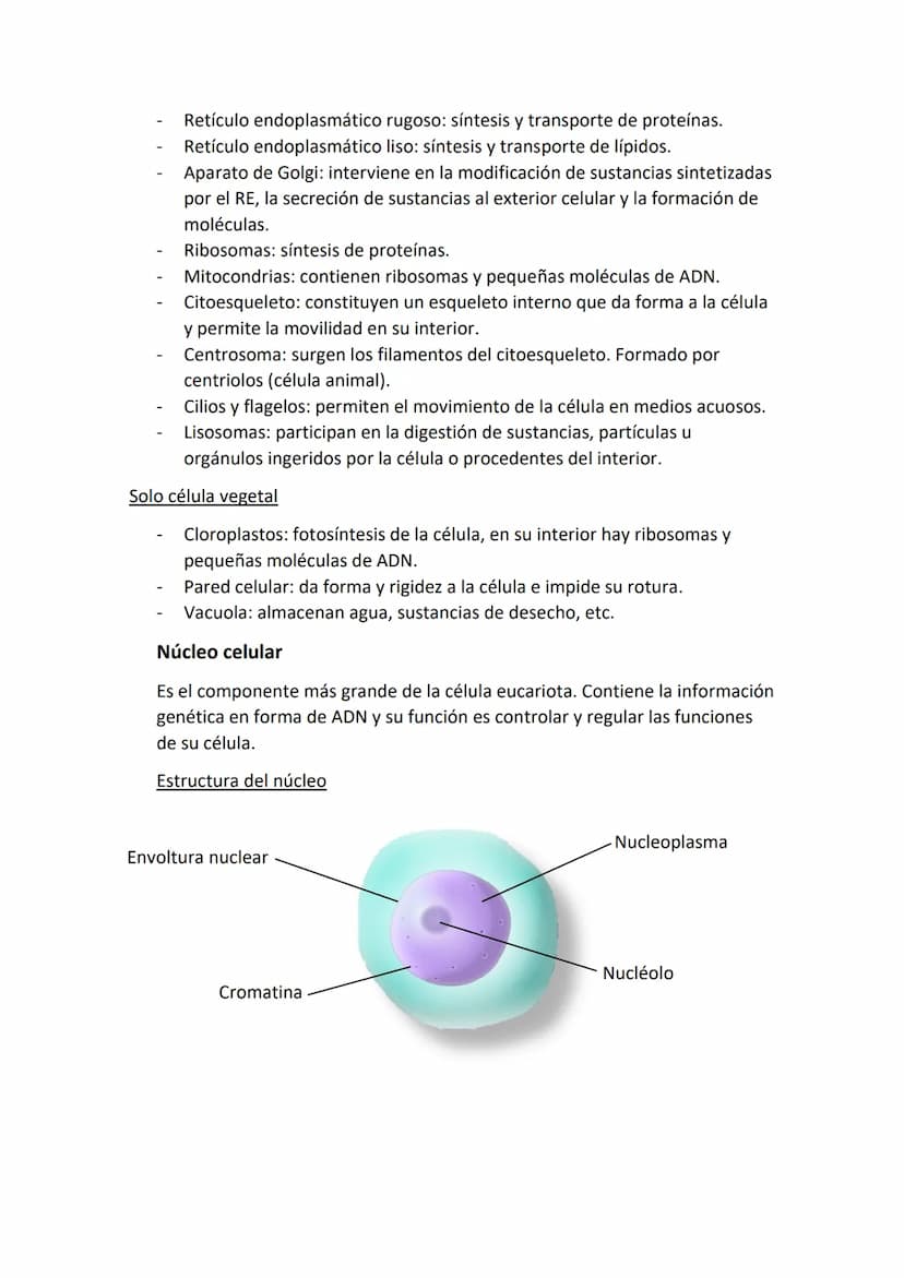Partes de una célula
- Membrana plasmática: estructura externa que delimita a la célula y la aísla del
mundo externo. Regula el paso de sust