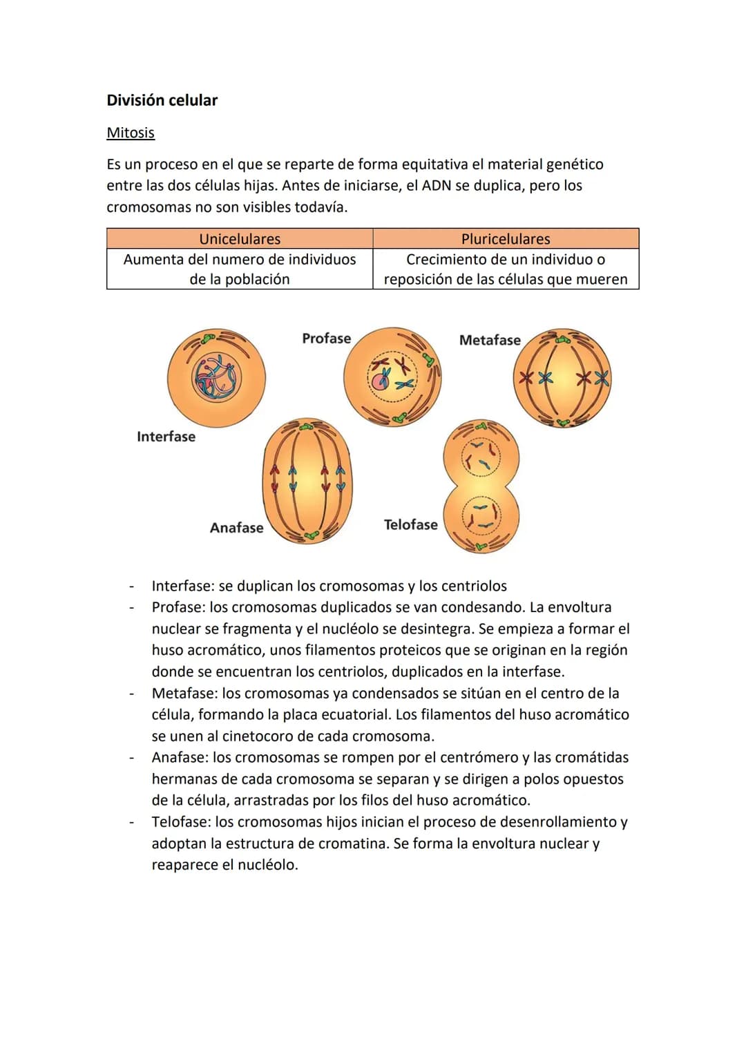 Partes de una célula
- Membrana plasmática: estructura externa que delimita a la célula y la aísla del
mundo externo. Regula el paso de sust