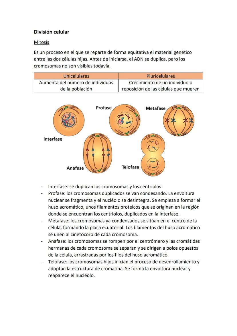 Partes de una célula
- Membrana plasmática: estructura externa que delimita a la célula y la aísla del
mundo externo. Regula el paso de sust