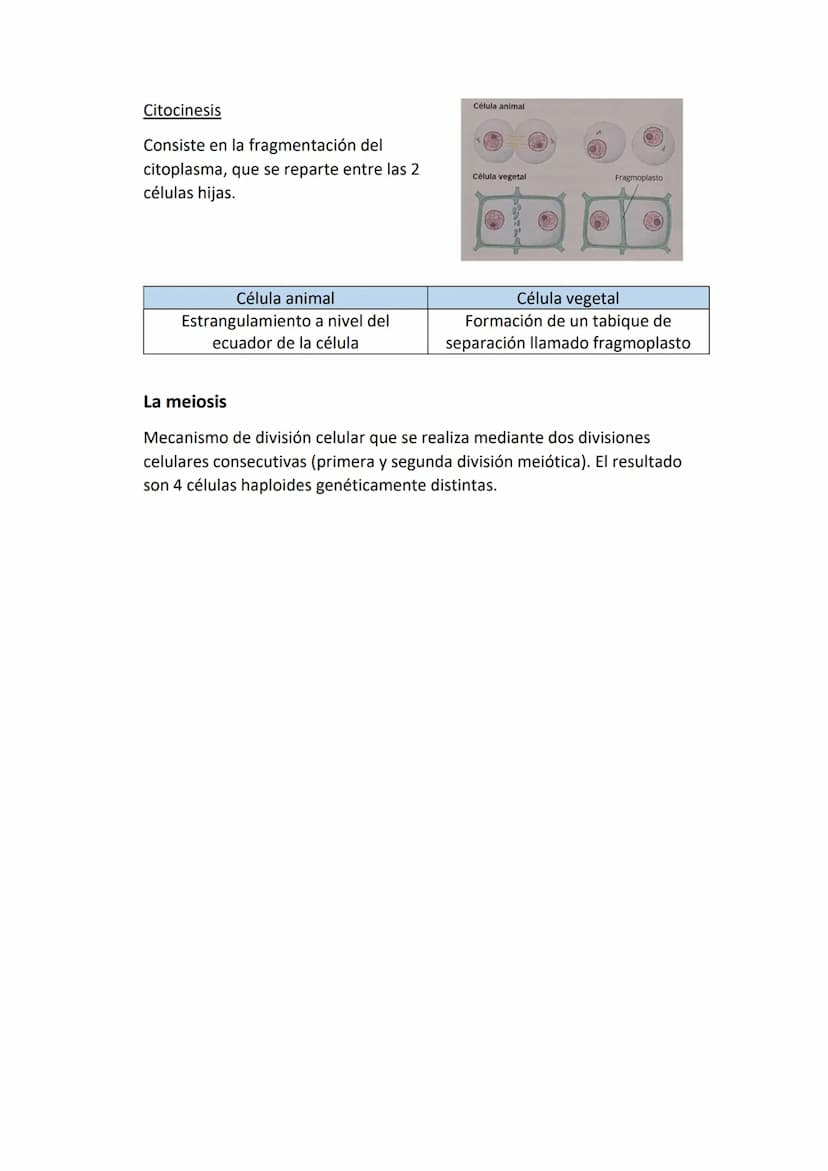 Partes de una célula
- Membrana plasmática: estructura externa que delimita a la célula y la aísla del
mundo externo. Regula el paso de sust