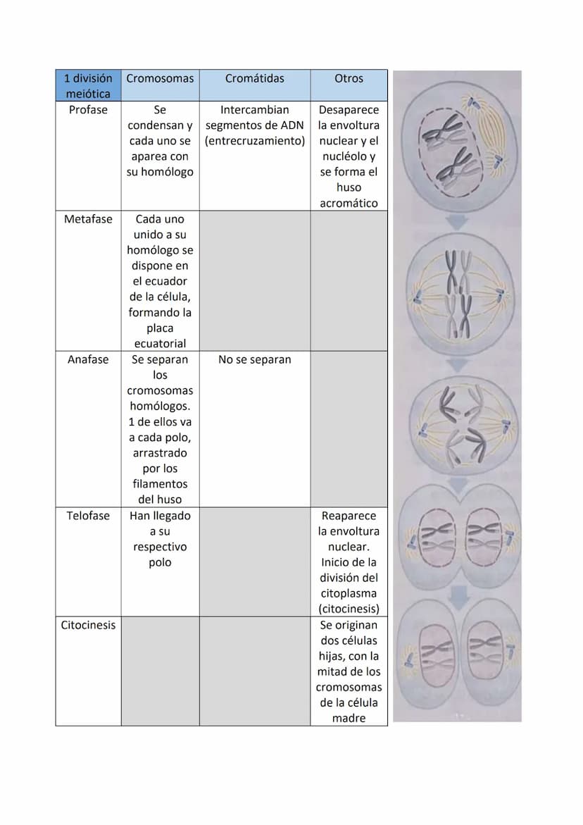 Partes de una célula
- Membrana plasmática: estructura externa que delimita a la célula y la aísla del
mundo externo. Regula el paso de sust