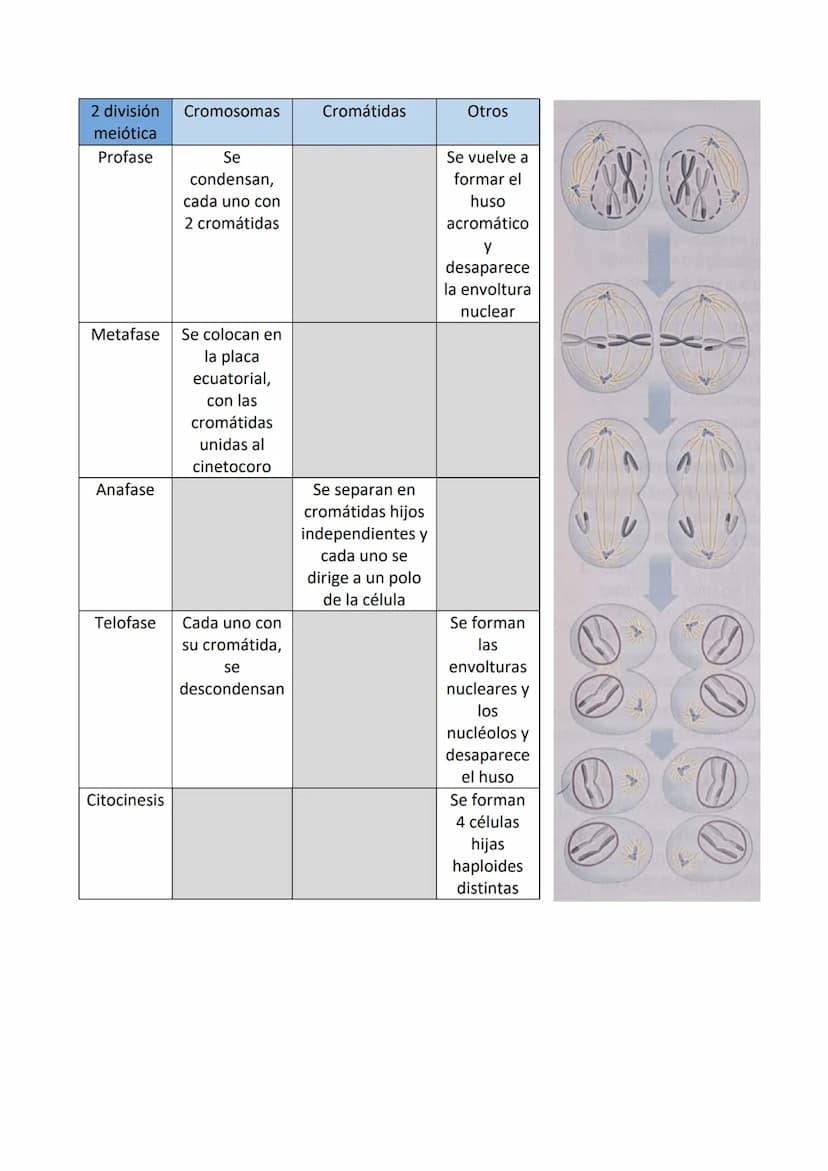 Partes de una célula
- Membrana plasmática: estructura externa que delimita a la célula y la aísla del
mundo externo. Regula el paso de sust