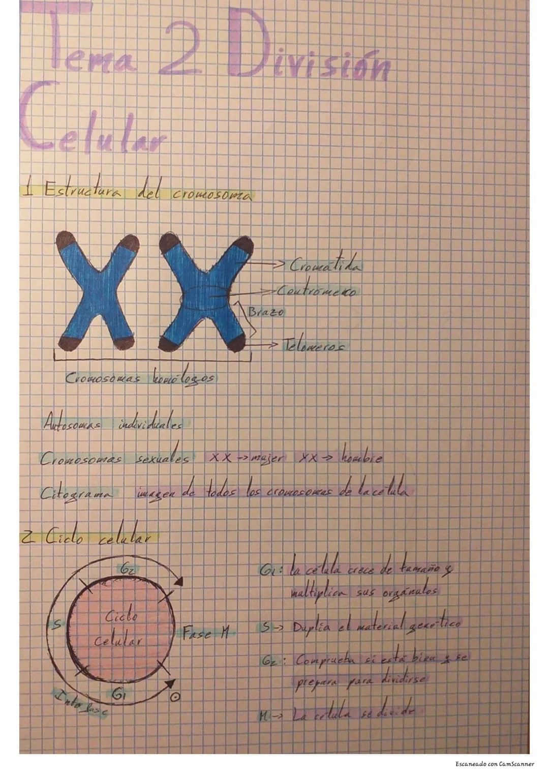 Tema 2 División
Celular
I Estructura del cromosoma
XX
Cromosomas homologos
Autosomas individuales
Cromosomas sexuales
Citograma imagen
2 Cic