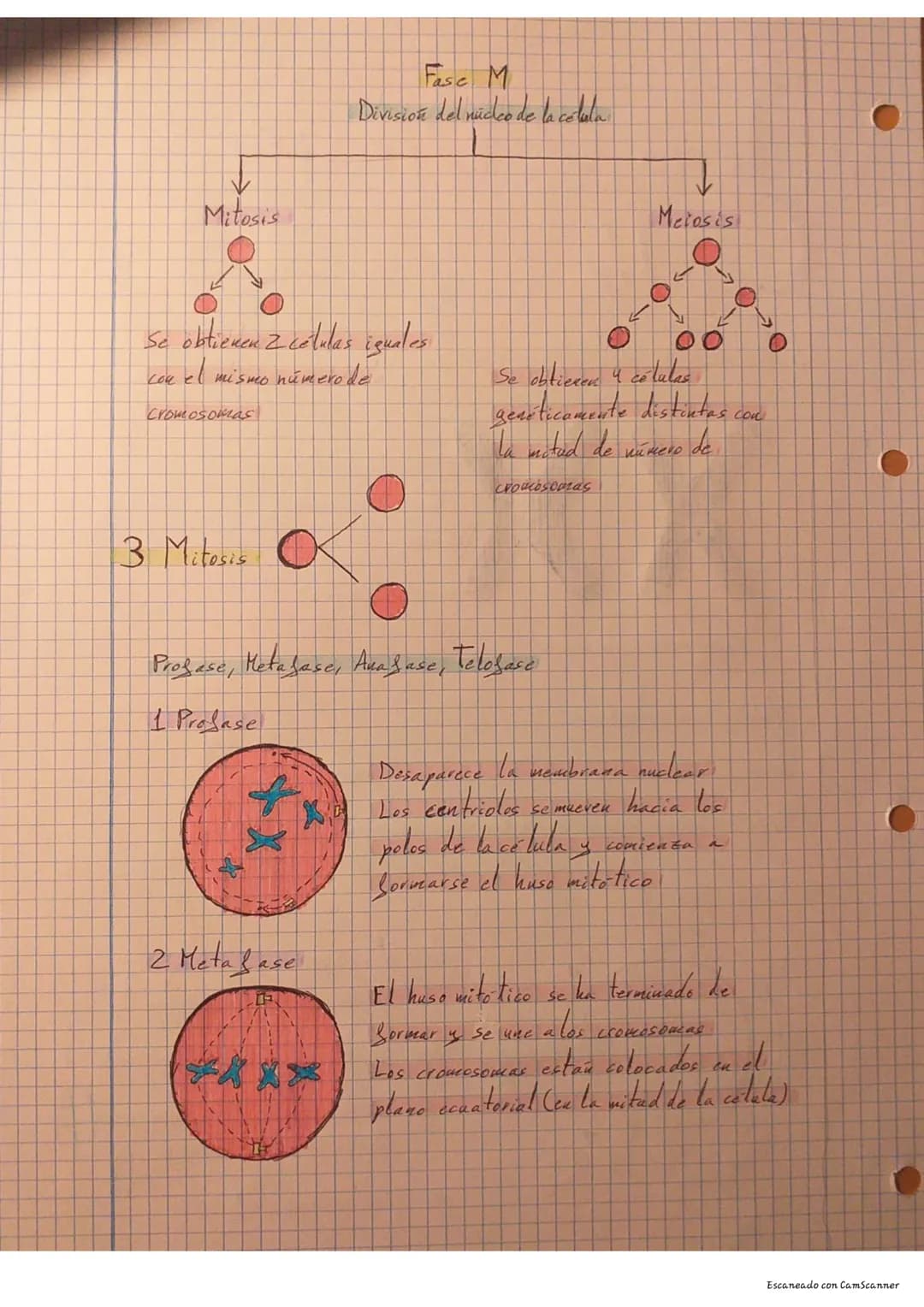 Descubre el Ciclo Celular: Mitosis vs Meiosis