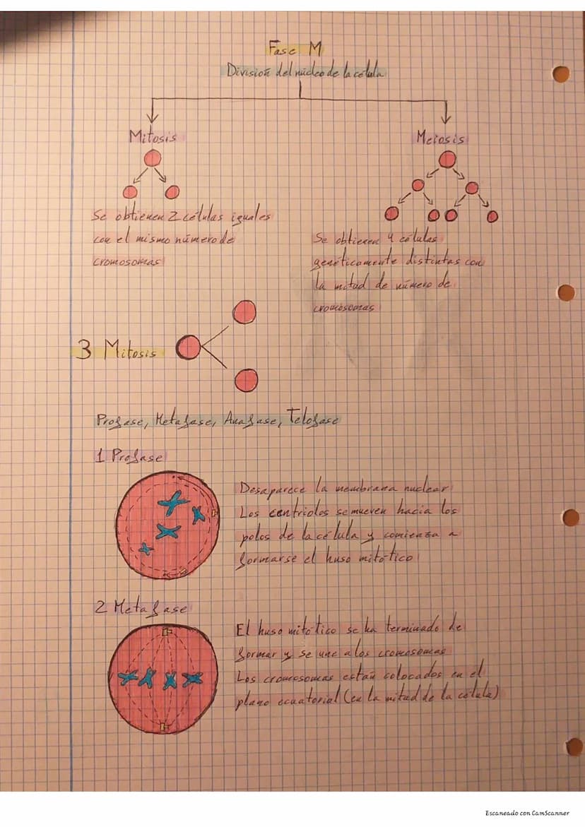 Tema 2 División
Celular
I Estructura del cromosoma
XX
Cromosomas homologos
Autosomas individuales
Cromosomas sexuales
Citograma imagen
2 Cic