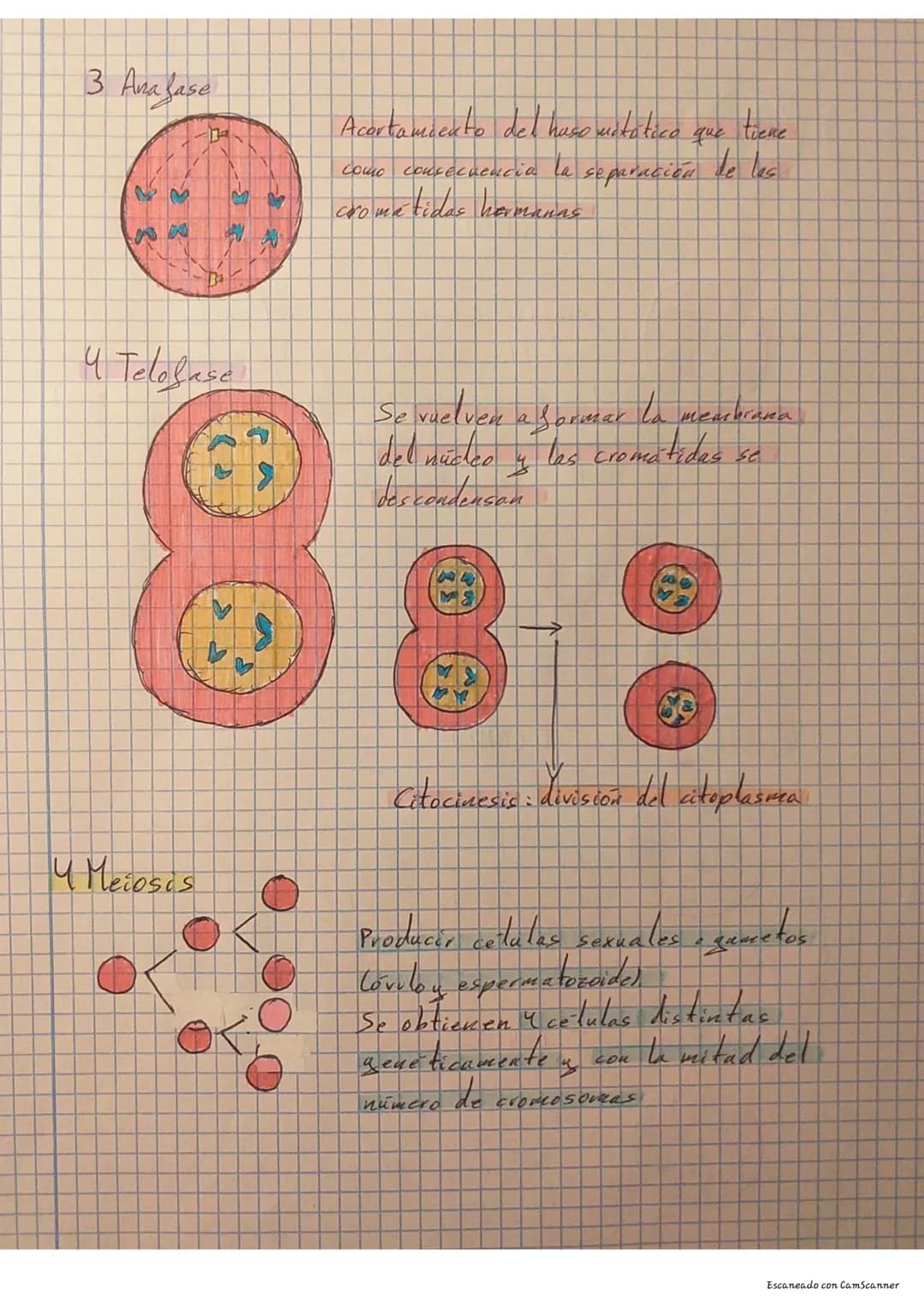 Descubre el Ciclo Celular: Mitosis vs Meiosis