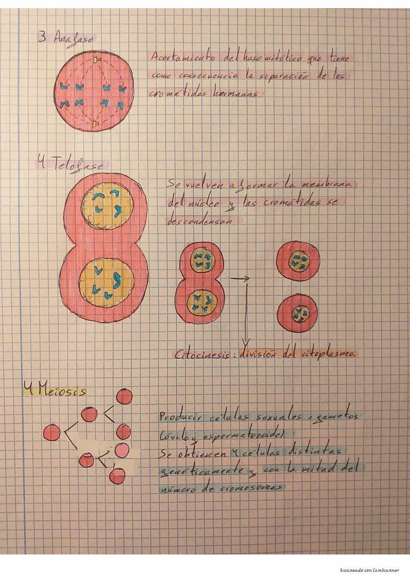 Tema 2 División
Celular
I Estructura del cromosoma
XX
Cromosomas homologos
Autosomas individuales
Cromosomas sexuales
Citograma imagen
2 Cic