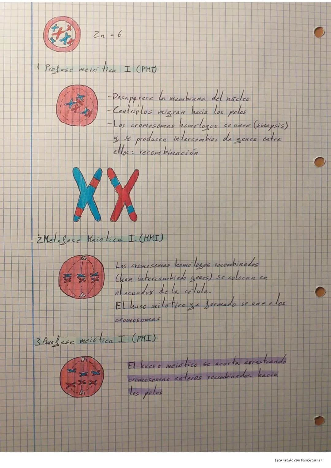 Descubre el Ciclo Celular: Mitosis vs Meiosis