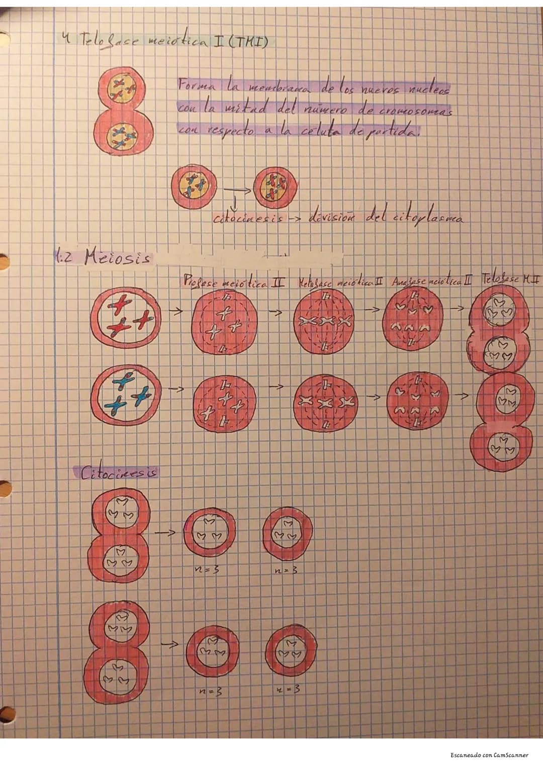 Descubre el Ciclo Celular: Mitosis vs Meiosis