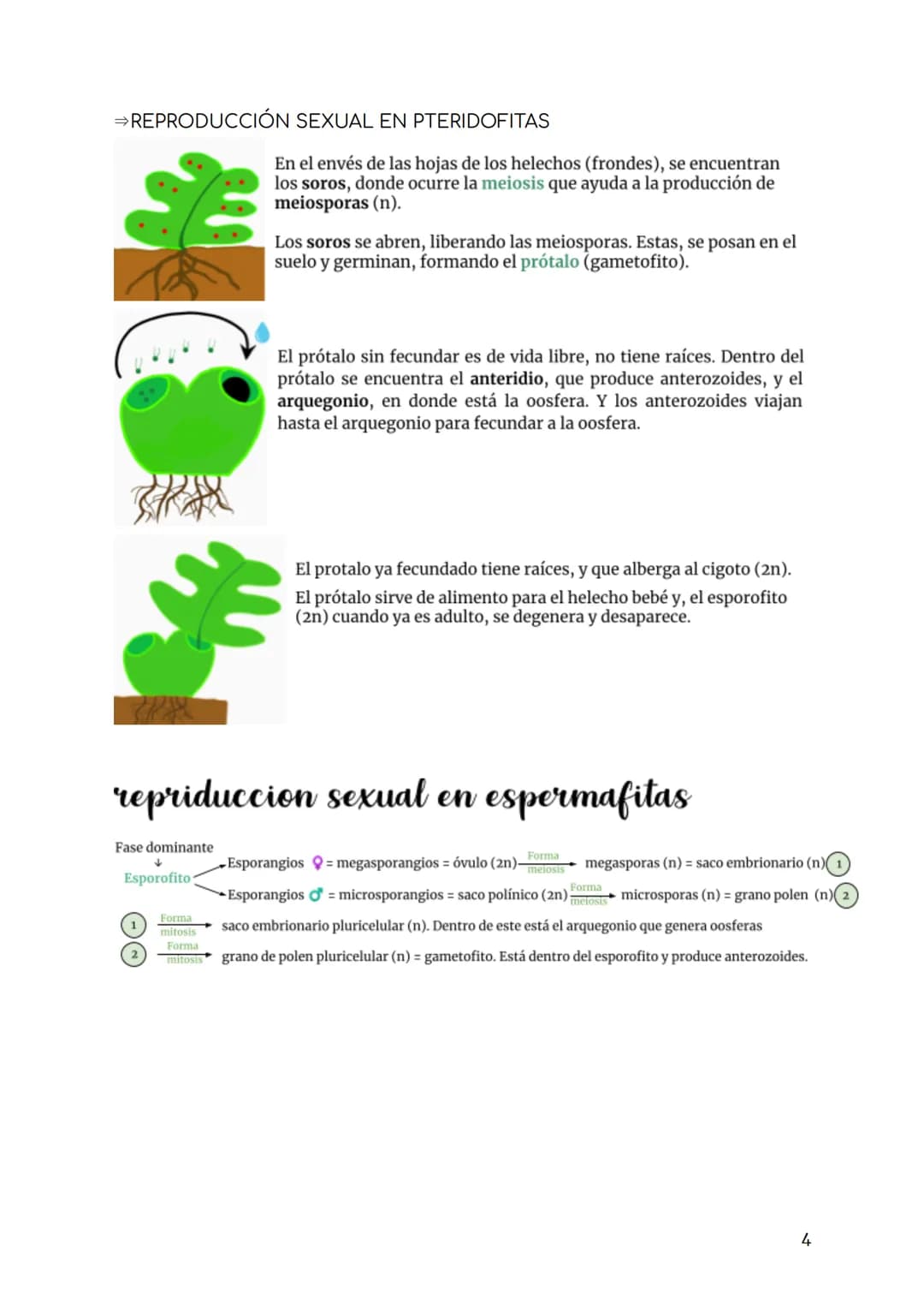 BIOLOGÍA TEMA 7. REPRODUCCIÓN PLANTAS
INTRO FUNCIÓN REPRODUCCIÓN
tipos de reproducción:
- Sexual se necesitan 2 individuos, por medio de la 