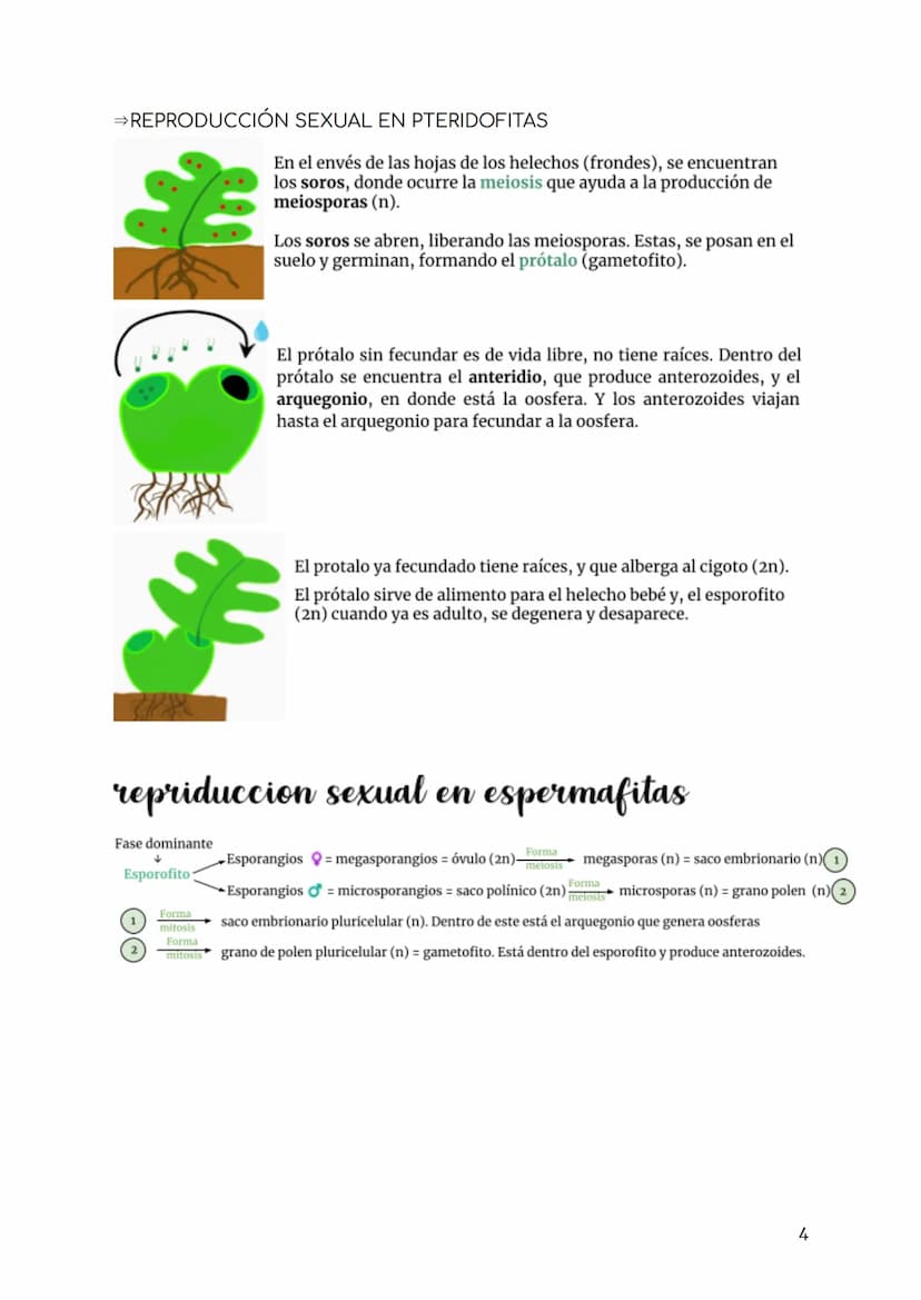BIOLOGÍA TEMA 7. REPRODUCCIÓN PLANTAS
INTRO FUNCIÓN REPRODUCCIÓN
tipos de reproducción:
- Sexual se necesitan 2 individuos, por medio de la 