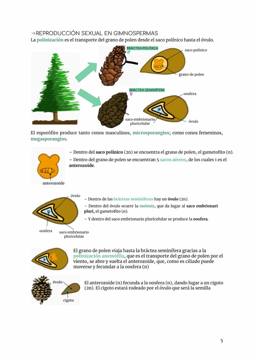 BIOLOGÍA TEMA 7. REPRODUCCIÓN PLANTAS
INTRO FUNCIÓN REPRODUCCIÓN
tipos de reproducción:
- Sexual se necesitan 2 individuos, por medio de la 