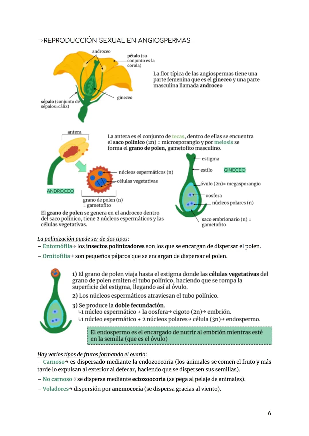 BIOLOGÍA TEMA 7. REPRODUCCIÓN PLANTAS
INTRO FUNCIÓN REPRODUCCIÓN
tipos de reproducción:
- Sexual se necesitan 2 individuos, por medio de la 