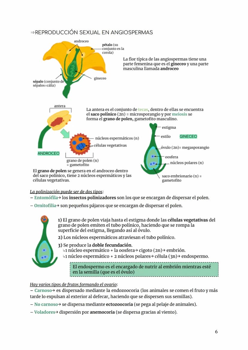 BIOLOGÍA TEMA 7. REPRODUCCIÓN PLANTAS
INTRO FUNCIÓN REPRODUCCIÓN
tipos de reproducción:
- Sexual se necesitan 2 individuos, por medio de la 