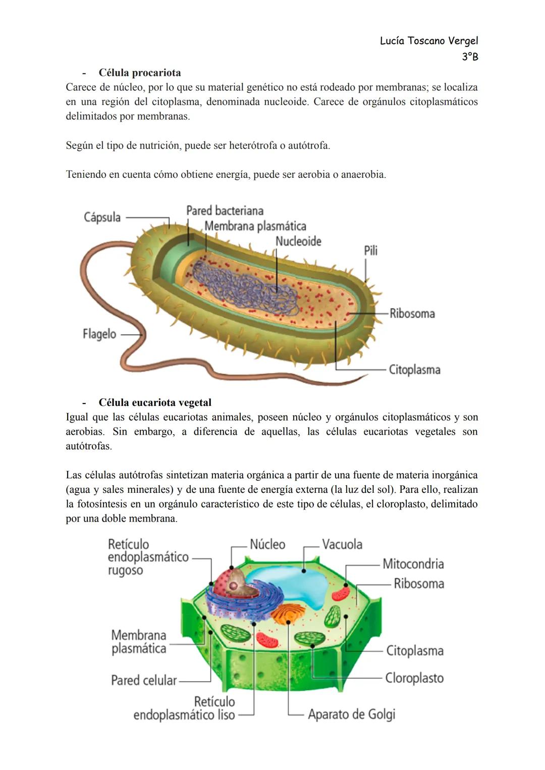 Lucía Toscano Vergel
3°B
# La organización del ser humano

>> Tema 1 <<

Índice
- Niveles de organización
- La célula
- Los tejidos
- Órgano
