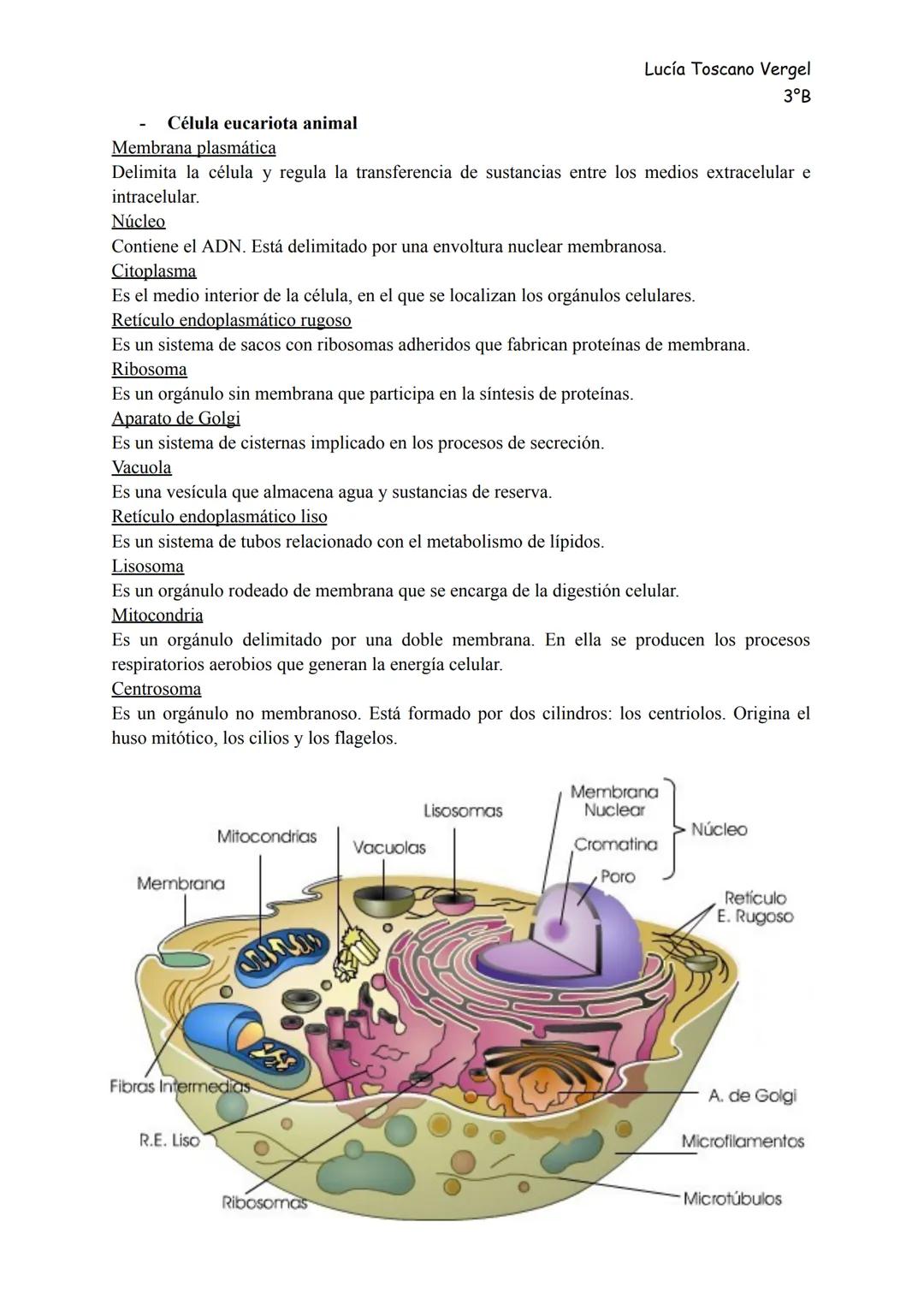 Lucía Toscano Vergel
3°B
# La organización del ser humano

>> Tema 1 <<

Índice
- Niveles de organización
- La célula
- Los tejidos
- Órgano