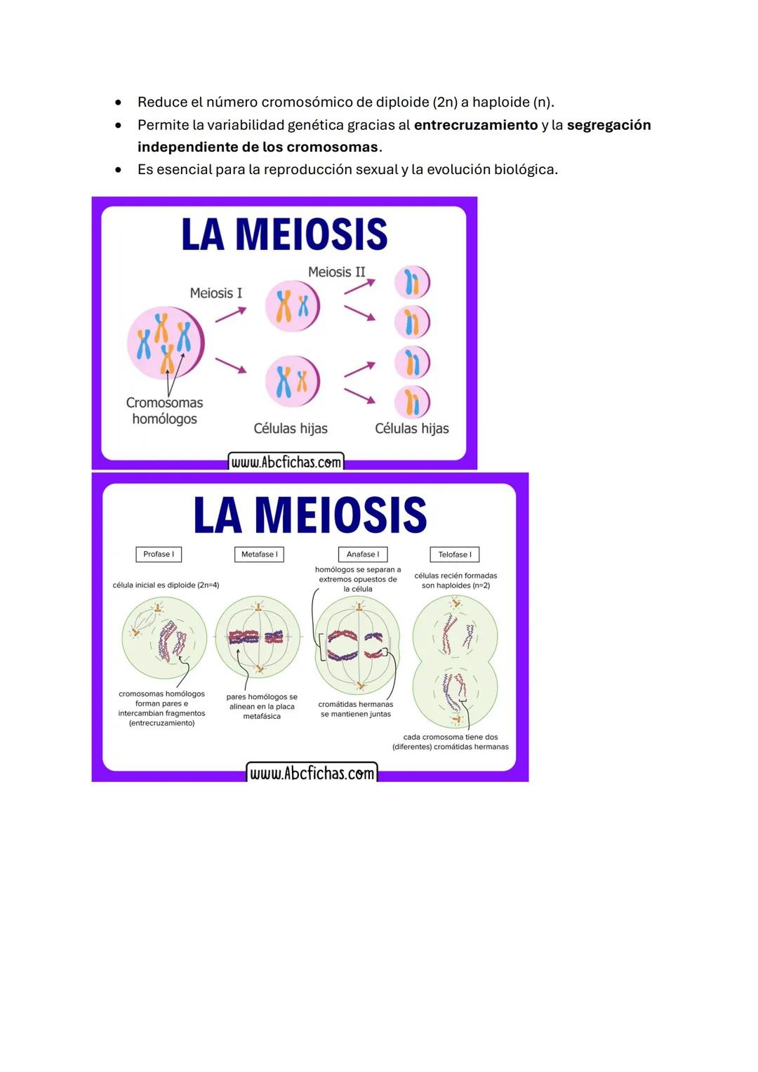 # MITOSIS Y MEIOSIS CELULAR

1. Mitosis

La mitosis es el proceso de división celular mediante el cual una célula madre origina
dos células 