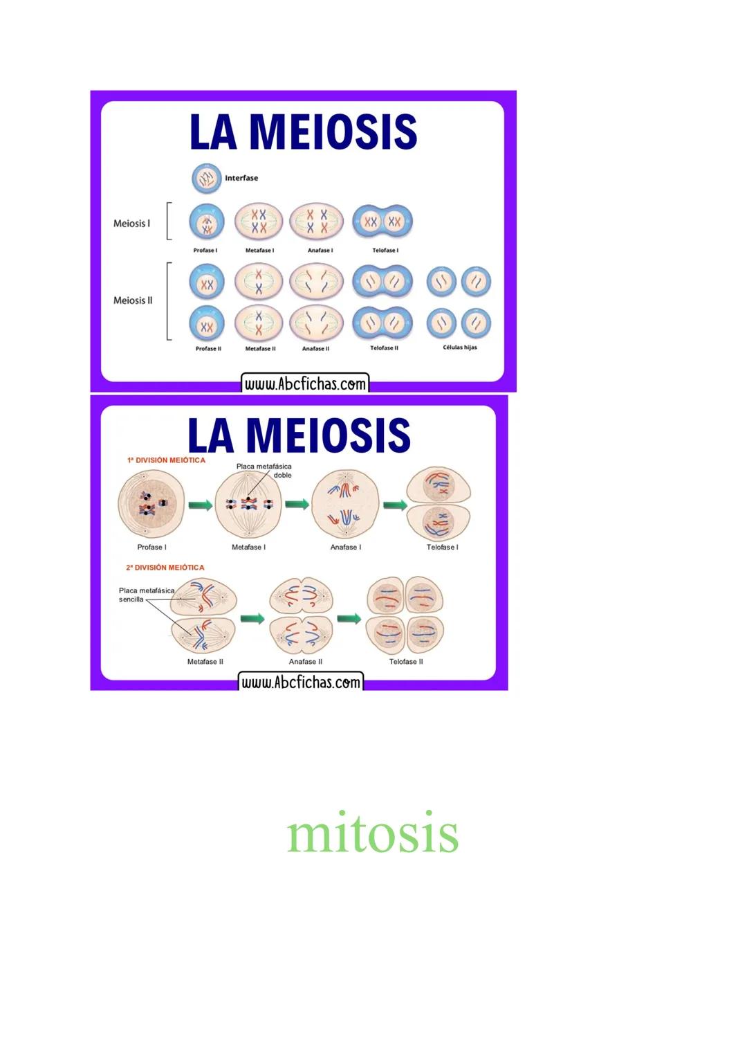 # MITOSIS Y MEIOSIS CELULAR

1. Mitosis

La mitosis es el proceso de división celular mediante el cual una célula madre origina
dos células 