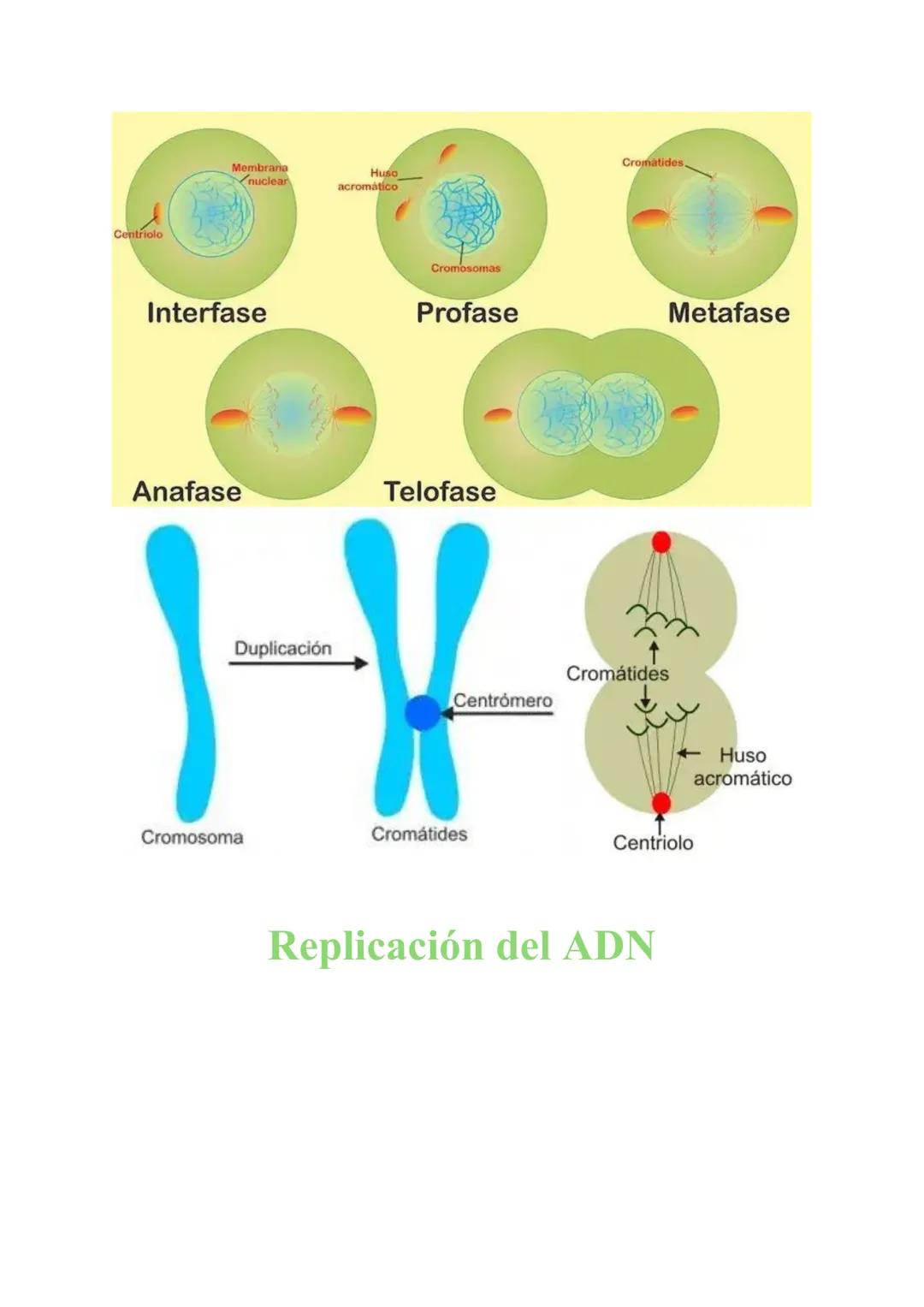 # MITOSIS Y MEIOSIS CELULAR

1. Mitosis

La mitosis es el proceso de división celular mediante el cual una célula madre origina
dos células 
