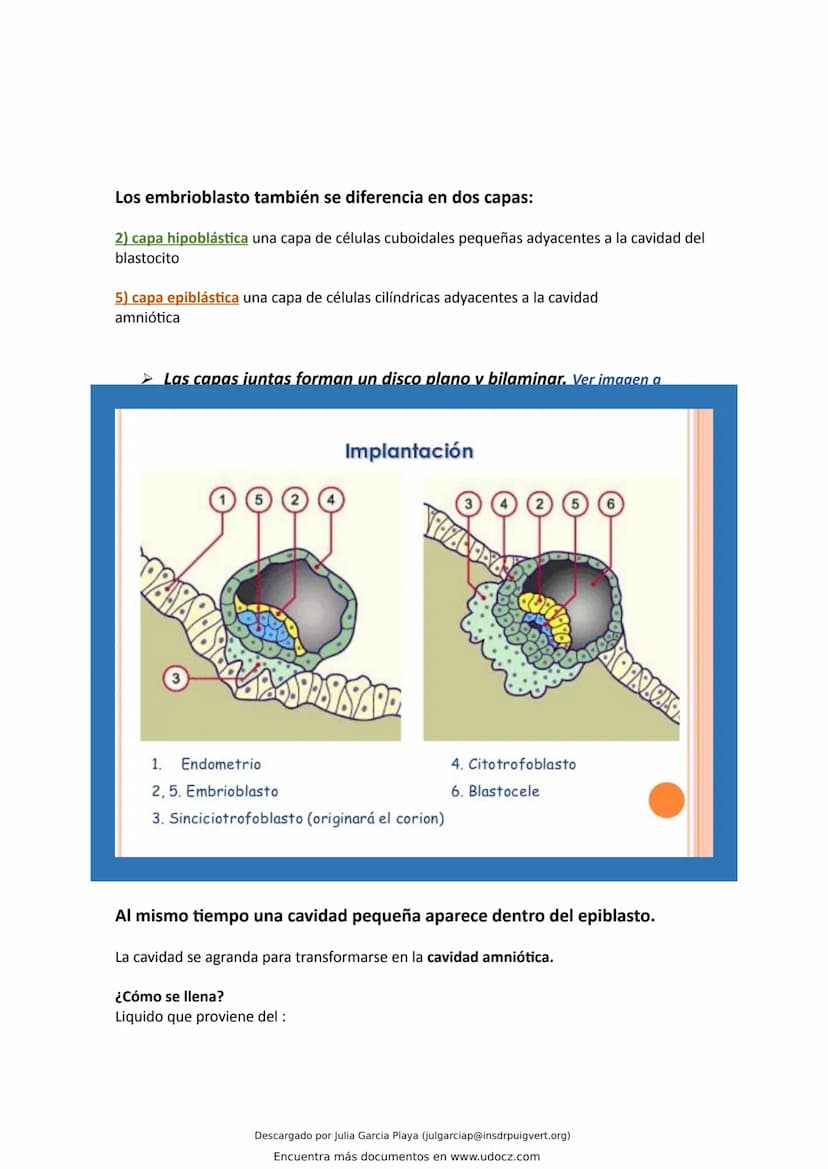 ¿Que es el endometrio?
El endometrio es la capa más interna del útero, la cual se renueva en cada ciclo menstrual con el
objetivo de alojar 